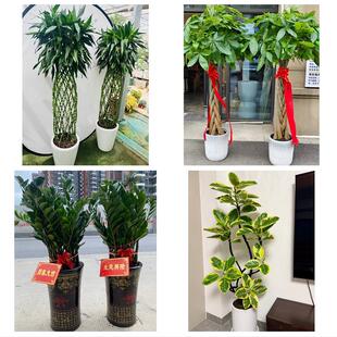 黄山市屯溪区黄山徽州区歙县同城绿植花店公司开业送发财树金钱树