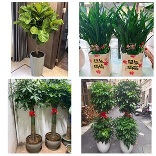营口市站前区西市区鲅鱼圈区花卉店同城配送开业绿植发财树幸福树