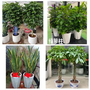 中山市南朗三乡板芙大涌神湾花卉店同城配送开业绿植发财树幸福树