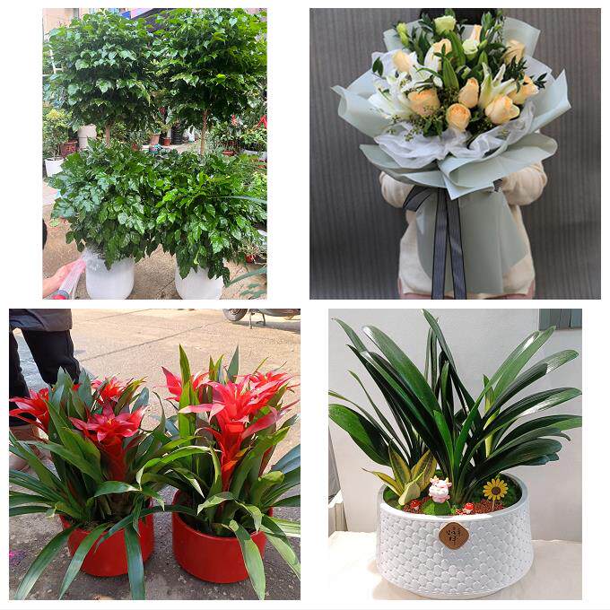 开业乔迁绿植发财树绿萝送内蒙古赤峰市宁城县敖汉旗同城花店配送