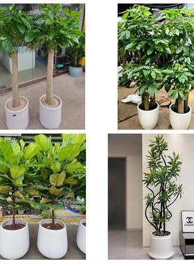 长春市南关宽城朝阳区二道区同城花店送开业乔迁绿植发财树幸福树