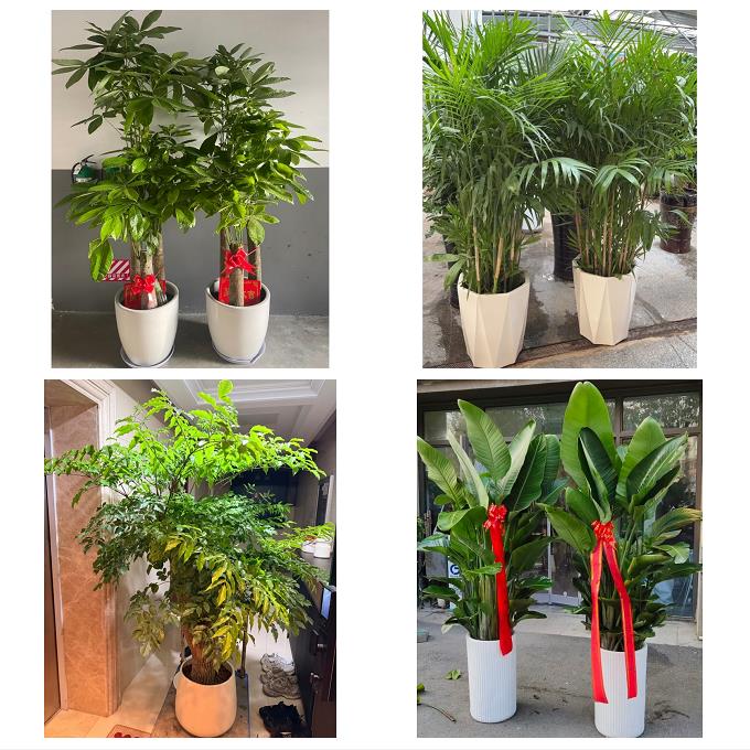 送徐州市鼓楼区云龙区贾汪区同城绿植花店公司开业送发财树金钱树