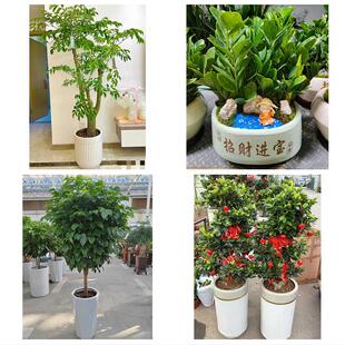 开业乔迁绿植发财树绿萝伊春红星区上甘岭嘉荫铁力市同城花店配送