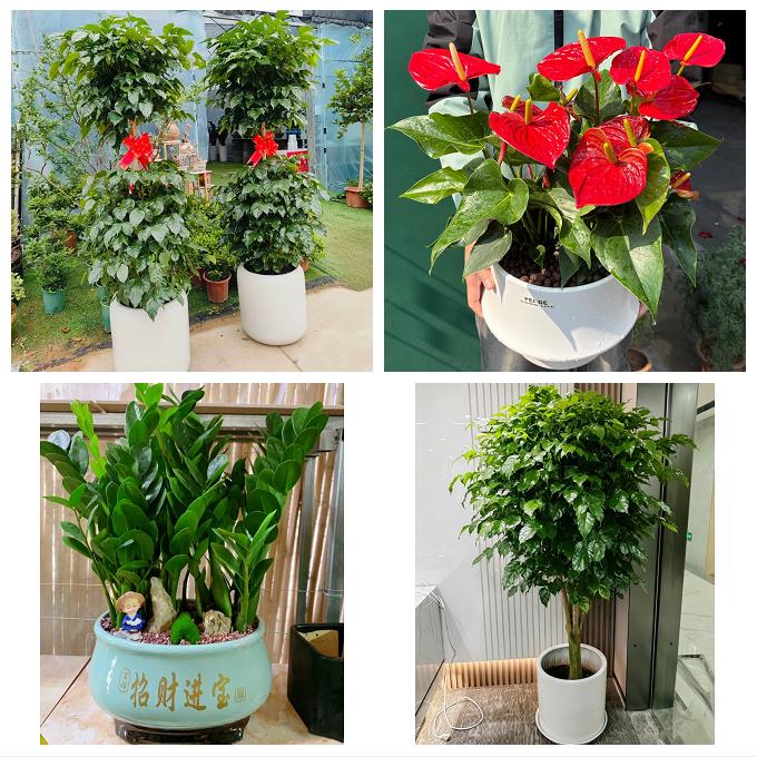 宁夏省吴忠市同心县青铜峡市同城绿植花店公司开业送发财树金钱树