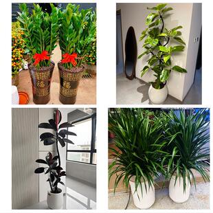 送洛阳市洛宁县伊川县偃师市花卉店同城配送开业绿植发财树幸福树
