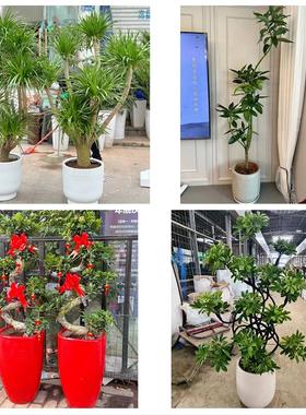 北京市东城区天坛永定门外街道花店同城送发财树公司开业乔迁绿植