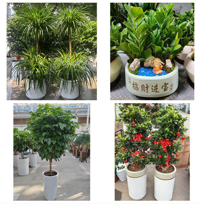开业乔迁绿植发财树绿萝阳泉城区矿区郊区平定县盂县同城花店配送