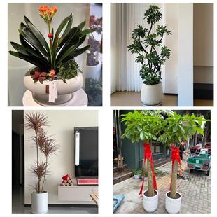 送宜宾市江安长宁县高县珙县同城绿植店送发财树幸福树开业入新居