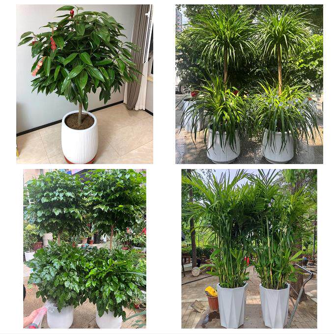 开业乔迁绿植发财树绿萝南京市玄武秦淮建邺区鼓楼区同城花店配送
