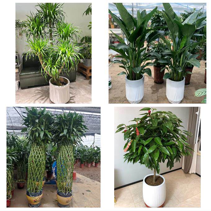 开业乔迁绿植发财树绿萝济宁市任城兖州区微山鱼台县同城花店配送