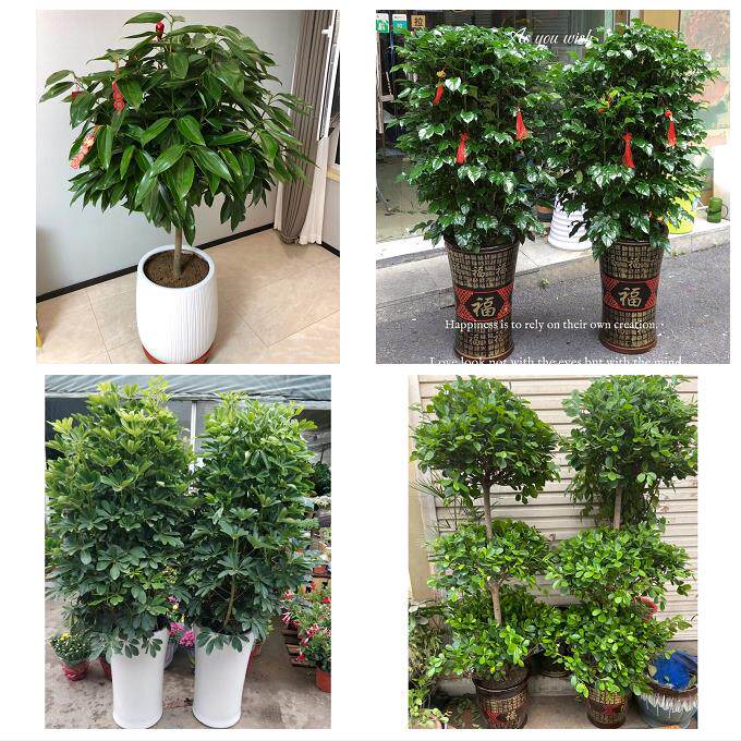 开业乔迁绿植发财树绿萝送南京市江宁区溧水区高淳区同城花店配送