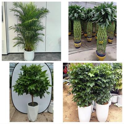 南宁市良庆邕宁武鸣区隆安县同城绿植店送发财树幸福树开业入新居