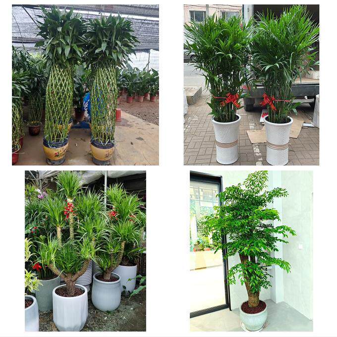 送武汉市武昌区青山区洪山区同城花店送开业乔迁绿植发财树幸福树