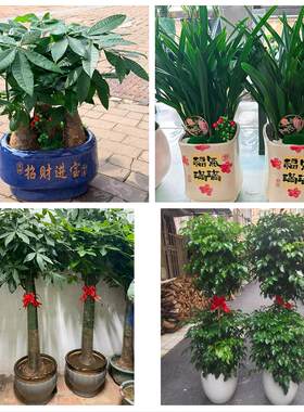 送韶关市新丰县乐昌市南雄市花卉店同城配送开业绿植发财树幸福树