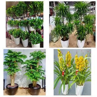 珠海香洲斗门金湾金唐南湾区同城绿植店送发财树幸福树开业入新居