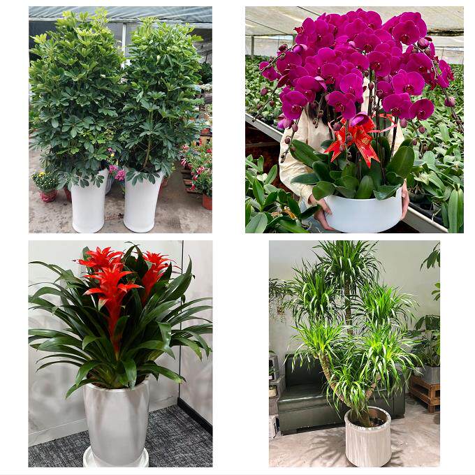 开业乔迁绿植发财树绿萝淮北市杜集相山烈山区濉溪县同城花店配送