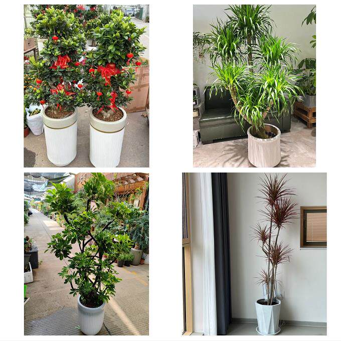 开业乔迁绿植发财树绿萝送铜仁市碧江区万山区江口县同城花店配送