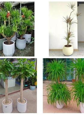 南京市玄武秦淮建邺区鼓楼区同城花店送开业乔迁绿植发财树幸福树