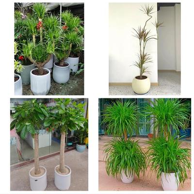 南京市玄武秦淮建邺区鼓楼区同城花店送开业乔迁绿植发财树幸福树