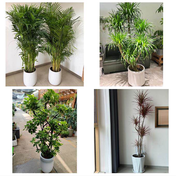 开业乔迁绿植发财树绿萝河南濮阳市范县台前县濮阳县同城花店配送