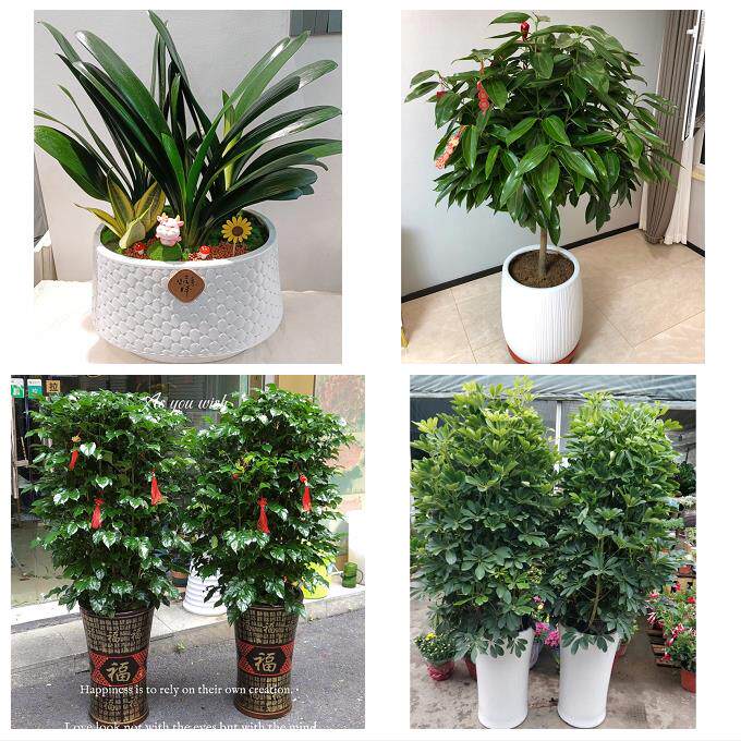开业乔迁绿植发财树绿萝永州市零陵区冷水滩区祁阳县同城花店配送