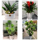 开业乔迁绿植发财树绿萝送岳阳市岳阳县华容县湘阴县同城花店配送