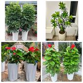 开业乔迁绿植发财树绿萝泉州市惠安安溪永春县德化县同城花店配送