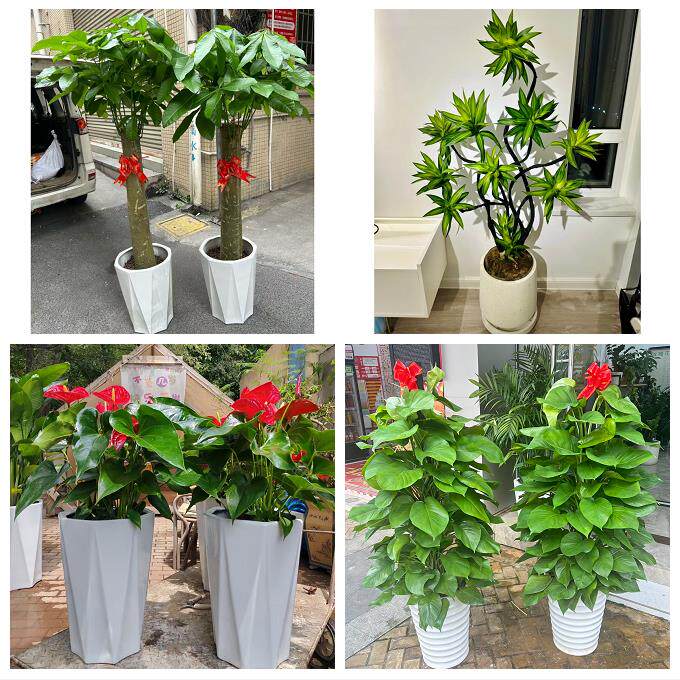 开业乔迁绿植发财树绿萝保定市涞水阜平徐水区定兴县同城花店配送