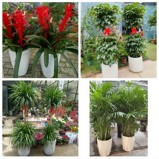 西藏拉萨市城关区堆龙德庆区同城绿植花店公司开业送发财树金钱树