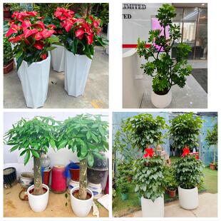 临沂市兰山罗庄河东区沂南县同城绿植花店公司开业送发财树金钱树