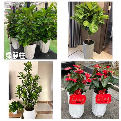合肥市肥东肥西庐江县巢湖市花卉店同城配送开业绿植发财树幸福树