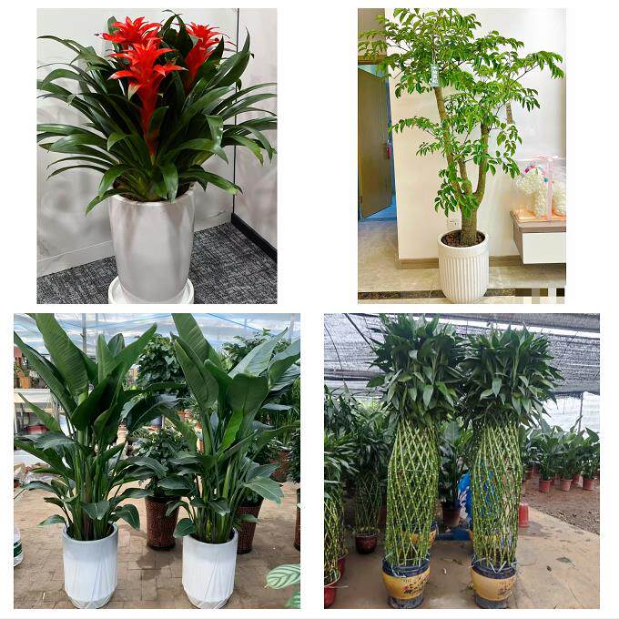 开业乔迁绿植发财树绿萝送泰州市靖江市泰兴市姜堰区同城花店配送