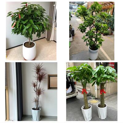 开业乔迁绿植发财树绿萝上海市青浦区赵巷徐泾华新镇同城花店配送