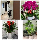 开业乔迁绿植发财树绿萝红河州个旧开远蒙自市屏边县同城花店配送