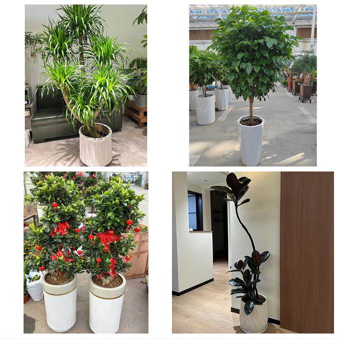 开业乔迁绿植发财树绿萝聊城东昌府区阳谷茌平县莘县同城花店配送