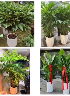 福州市永泰平潭县福清长乐市同城绿植花店公司开业送发财树金钱树