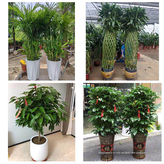 开业乔迁绿植发财树绿萝辽阳市太子河区辽阳县灯塔市同城花店配送