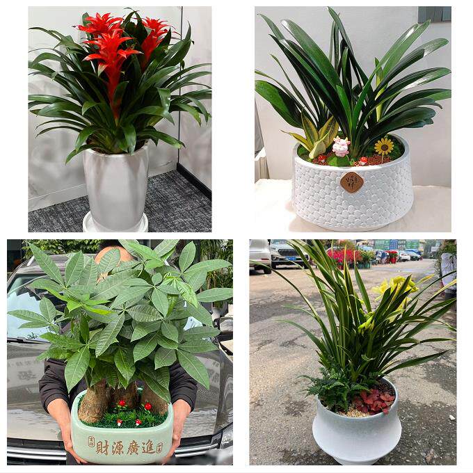 开业乔迁绿植发财树绿萝吉安万安安福永新县井冈山市同城花店配送