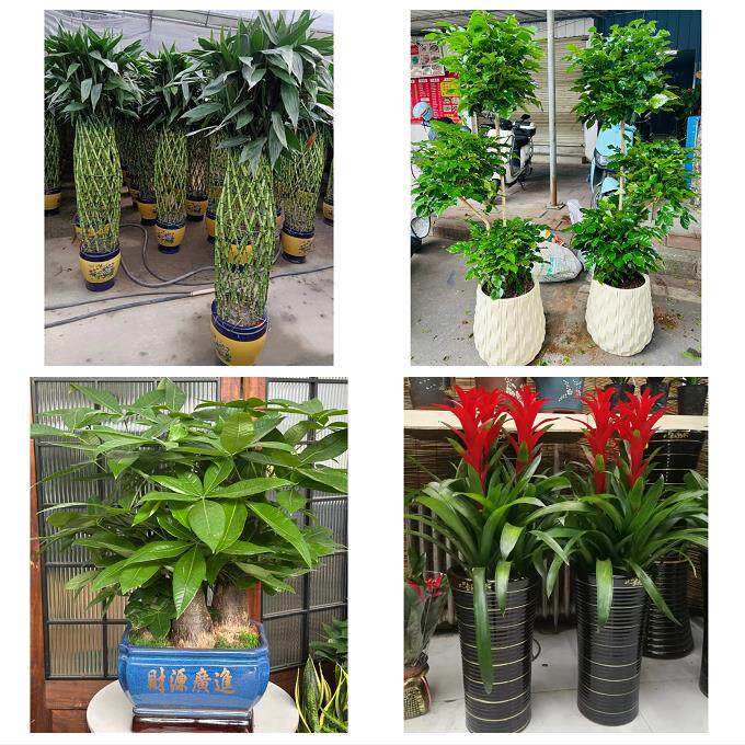 漳州市南靖平和华安县龙海市同城绿植店送发财树幸福树开业入新居