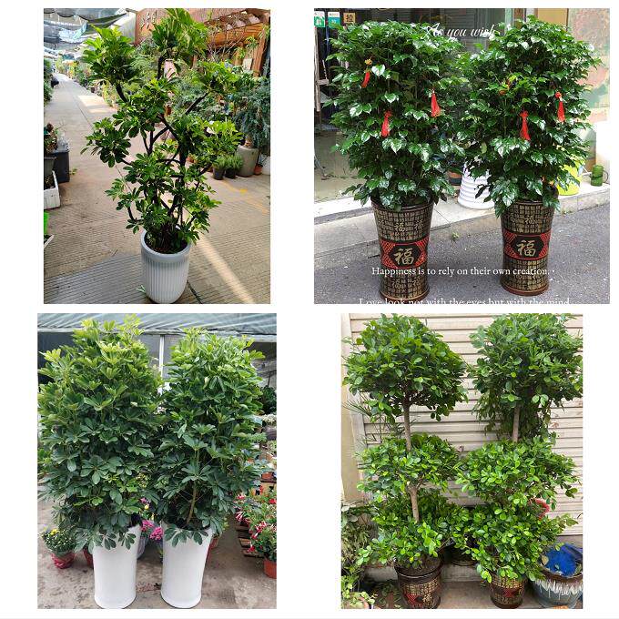 开业乔迁绿植发财树绿萝北京朝阳区和平街安贞亚运村同城花店配送