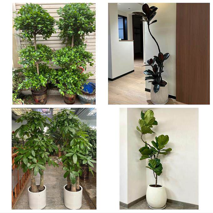 开业乔迁绿植发财树绿萝送平顶山市宝丰县叶县鲁山县同城花店配送