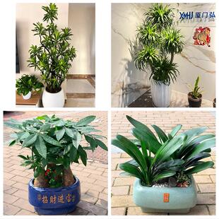 送朝阳市喀左县北票市凌源市花卉店同城配送开业绿植发财树幸福树