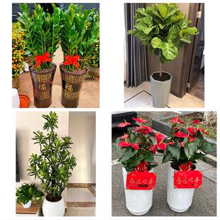 聊城东阿县冠县高唐县临清市花卉店同城配送开业绿植发财树幸福树