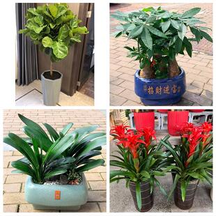 大连市甘井子旅顺口普兰店区花卉店同城配送开业绿植发财树幸福树