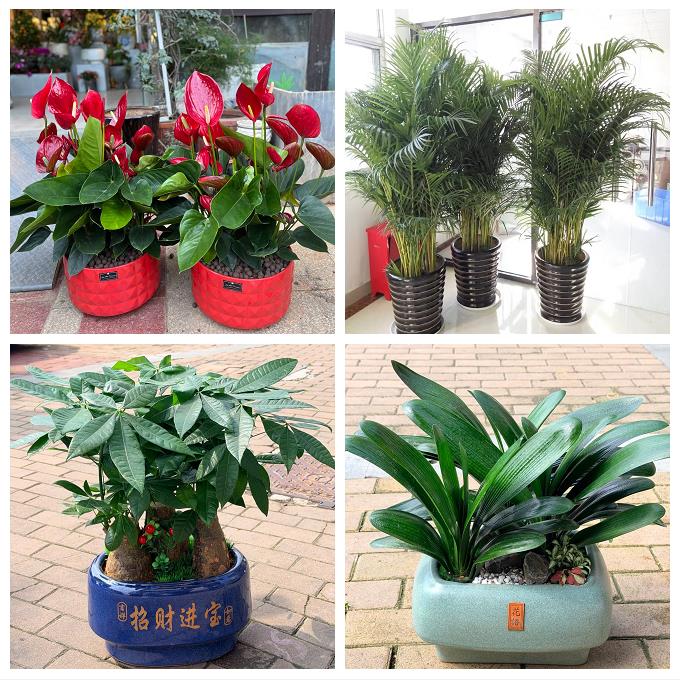 达州市通川达川区宣汉开江县绿植店同城配送公司开业发财树绿萝柱