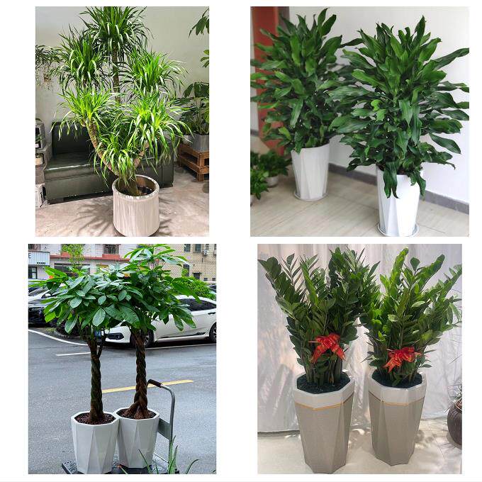 开业乔迁绿植发财树绿萝郑州市荥阳新密市新郑登封市同城花店配送