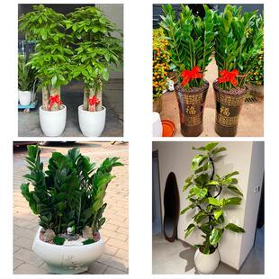 重庆市潼南荣昌区梁平城口县花卉店同城配送开业绿植发财树幸福树