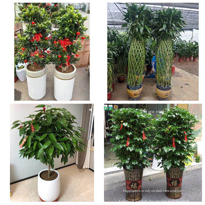 开业乔迁绿植发财树绿萝送昆明市禄劝县寻甸县安宁市同城花店配送