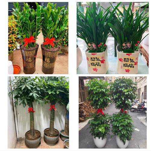 宝鸡市渭滨金台陈仓区凤翔县花卉店同城配送开业绿植发财树幸福树