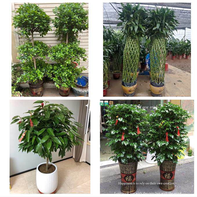 开业乔迁绿植发财树绿萝九江市彭泽县瑞昌市共青城市同城花店配送